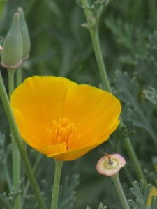 California poppy in Austin