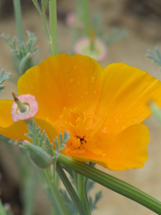 The sage green leaves and stems make a love contrast with the soft orange  four petal flowers.