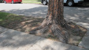 Loblolly Pine in Right of Way. 