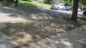 Lawn failed during drought.