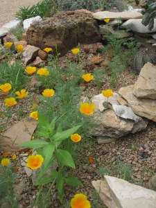 California Poppy at LBJ Wildflower Center