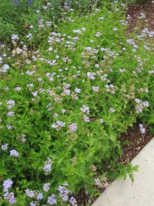 Blue mist flower with butterflies. 