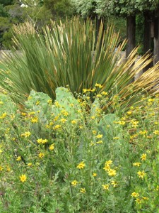Yucca and cactus with flowers.