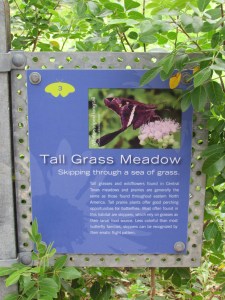 Tall Grass Meadow at Lady Bird Johnson's Wildflower Center