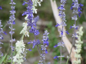 blue mealy sage
