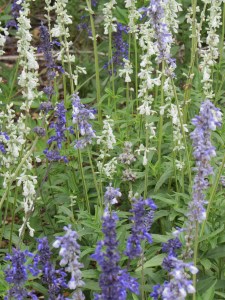 Blue mealy sage 