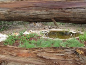 Peaking into a natural habitat