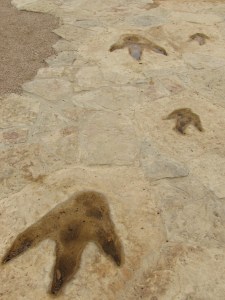 dinosaur prints 