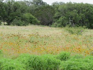 Path to the meadow at LBJ Wildflower Center