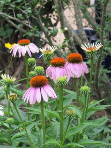 purple coneflower echinacea purpurea