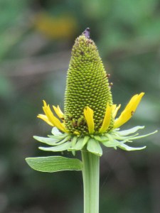 flower at Butterfly garden at Natural Gardener in Austin