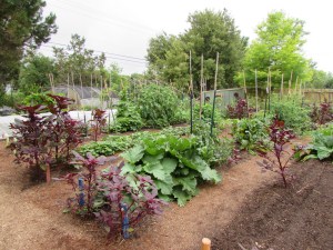 veggie garden at the Natural Gardener
