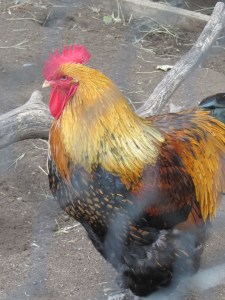 rooster 