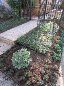 Installing dwarf mondo grass which likes the shade and doesn't need mowing.