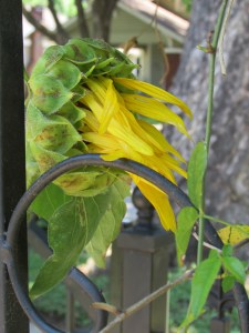 sunflower in the trellis