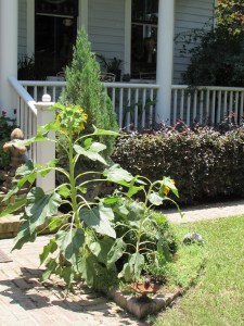 Even in the little pot ear flower beds.
