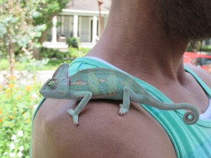 One of the home owners with his beautiful cameleon..love the way they match!