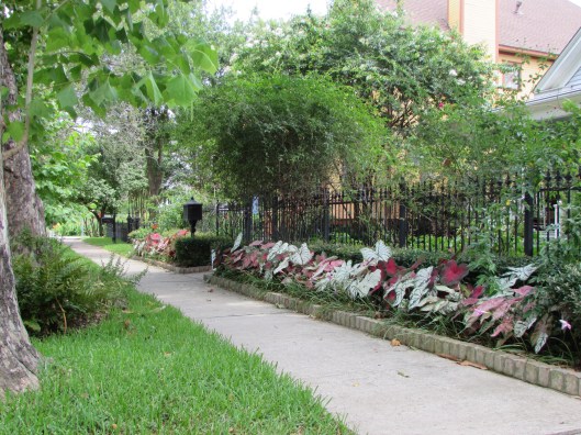 Caladiums at Ravenscourt