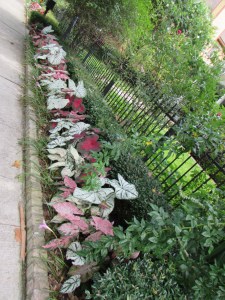 Caladium in annual bed at Ravenscourt