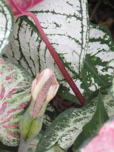 Caladiums at Ravenscourt, photo by Laurin Lindsey