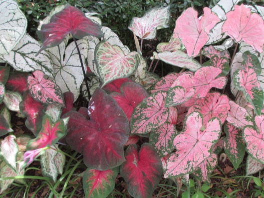 Caladiums at Ravenscourt, photo by Laurin Lindsey