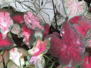 Caladiums at Ravenscourt, photo by Laurin Lindsey