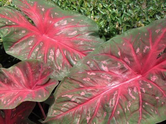 Caladiums at Ravenscourt, photo by Laurin Lindsey