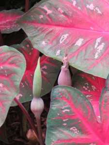 Caladiums at Ravenscourt, photo by Laurin Lindsey