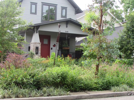 The tree in the right-of-way is a eucalyptus.