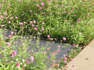 Purple flowers flanking path.