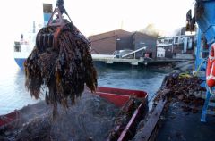 from the ‘forests of Giant kelp harvested from ocean surrounding Norway (Photo: S. Rasmussen)