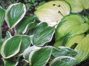 I love the leaves of hostas.