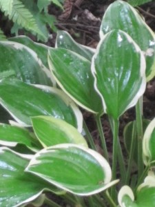IMG_1391So Sweet hosta, photo by Laurin Lindsey