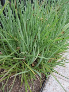 Bulbine soft juicy leaves that won't bother walkers when they brush up against them.