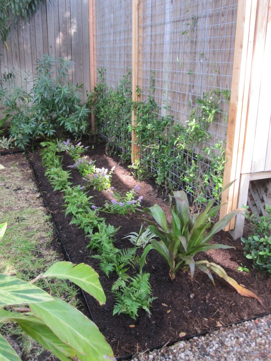 A lovely Queen Emma crinum will fill the corner and become a lovely focal point. 