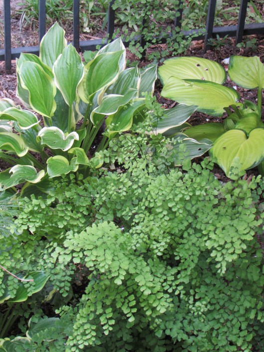 Here are hostas mixed with maiden fern. 