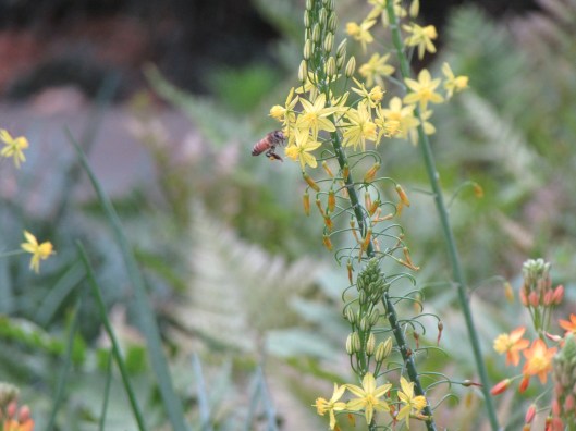 Yellow bulbine flowers.