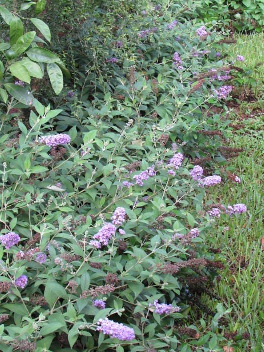 IMG_2681Blue Chip Buddleia, photo by Laurin Lindsey