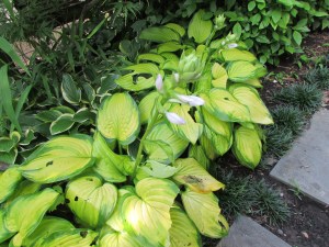 The leaves must be tasty, the bugs have been nibbling. 