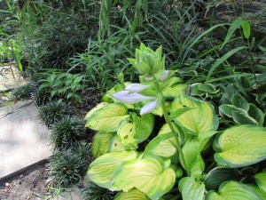 IMG_3004 Stained Glass hosta