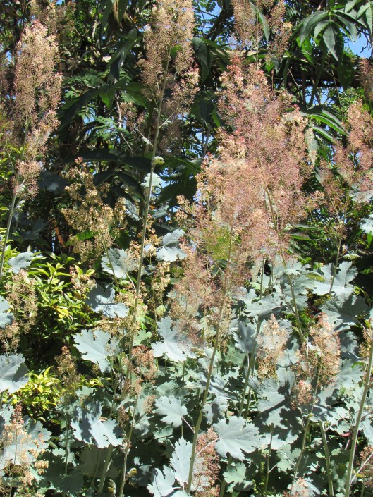 Poppy, Bocconia (Macleaya cordata) at Cistus Nursery