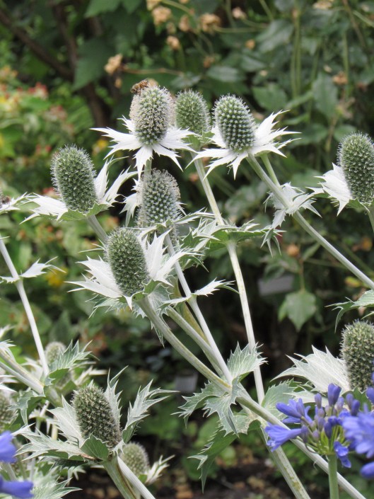 Thistles at McMenamins Kennedy School