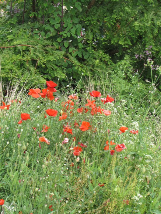 Poppies at Westwind Farm Studio
