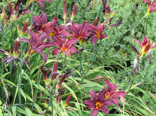 Day Lilies at Westwind Farm Studio