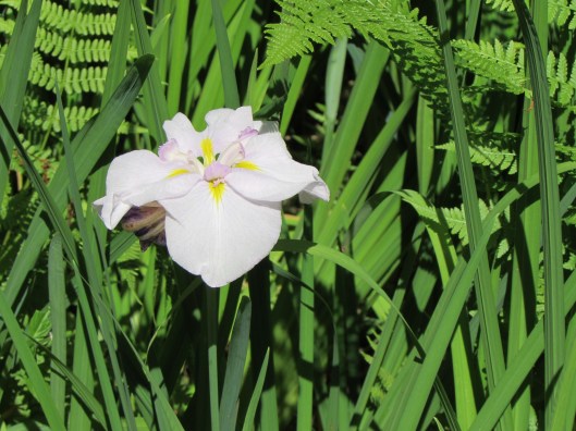 Iris at the Portland Japanese Garden