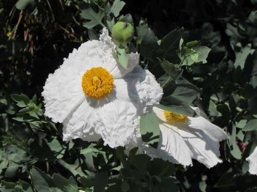 I think this might be a Matilija poppy (Romneya coulteri) at McMenamins Kennedy School