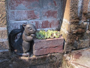 Little squirrel with his garden at JJ De Sousa's garden.