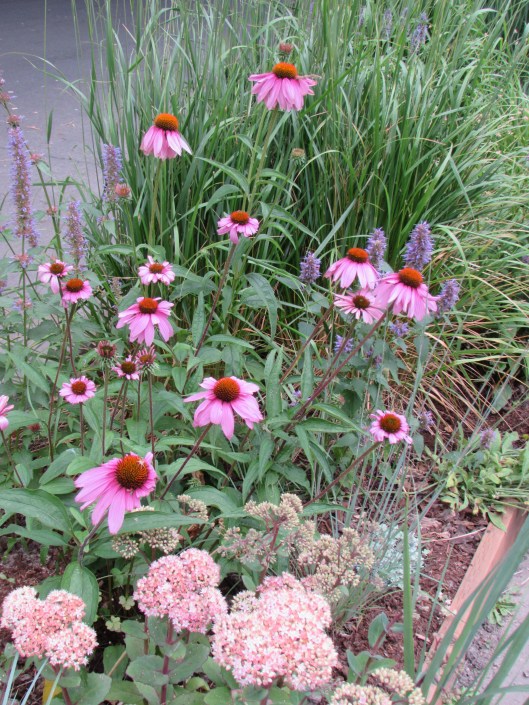 Echinacea purpurea at Rhone Street Gardens