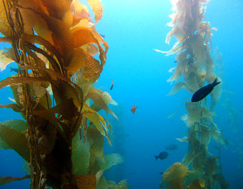 Kelp forest/Credit: Heal the Bay