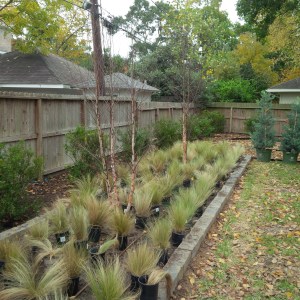 Raised bed with River birch and Mexican feather grass 
